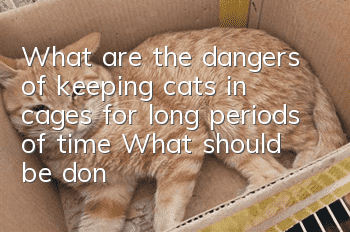 What are the dangers of keeping cats in cages for long periods of time? What should be done for daily care of cats?