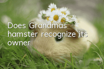 Does Grandma’s hamster recognize its owner?