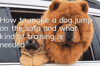 How to make a dog jump on the sofa and what kind of training is needed?