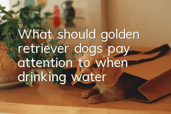 What should golden retriever dogs pay attention to when drinking water?