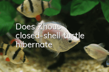 Does Zhou's closed-shell turtle hibernate?