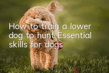 How to train a lower dog to hunt? Essential skills for dogs!