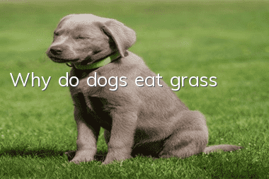 Why do dogs eat grass?