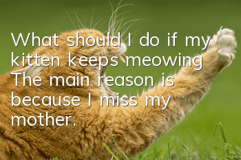 What should I do if my kitten keeps meowing? The main reason is because I miss my mother.