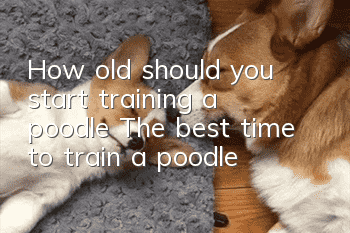 How old should you start training a poodle? The best time to train a poodle!