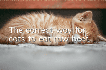 The correct way for cats to eat raw beef