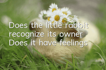 Does the little rabbit recognize its owner? Does it have feelings?