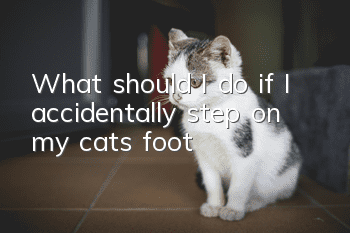 What should I do if I accidentally step on my cat’s foot?