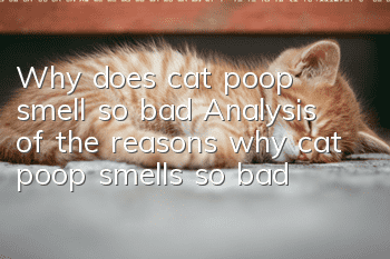 Why does cat poop smell so bad? Analysis of the reasons why cat poop smells so bad!