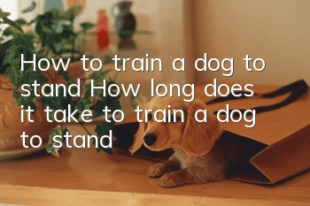 How to train a dog to stand? How long does it take to train a dog to stand?