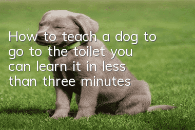 How to teach a dog to go to the toilet, you can learn it in less than three minutes!