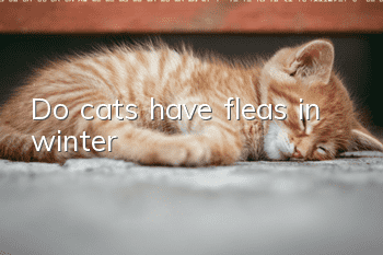 Do cats have fleas in winter?