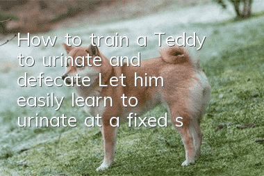 How to train a Teddy to urinate and defecate? Let him easily learn to urinate at a fixed spot!