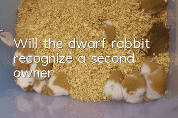 Will the dwarf rabbit recognize a second owner?