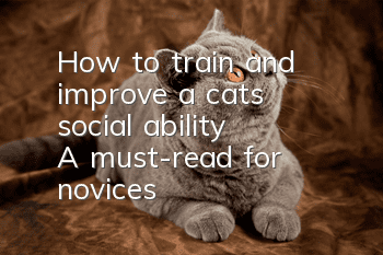 How to train and improve a cat’s “social ability”? A must-read for novices!