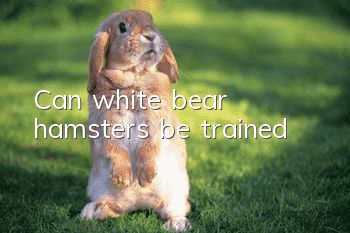 Can white bear hamsters be trained?