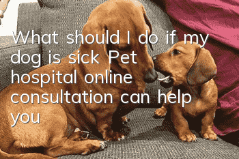 What should I do if my dog ​​is sick? Pet hospital online consultation can help you!