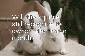 Will the squirrel still recognize its owner after three months?