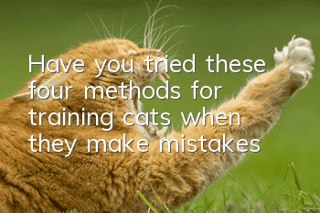 Have you tried these four methods for training cats when they make mistakes?