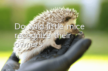 Do wild little mice recognize their owners?