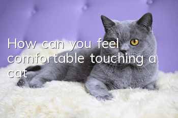 How can you feel comfortable touching a cat?