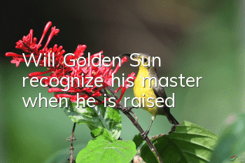 Will Golden Sun recognize his master when he is raised?