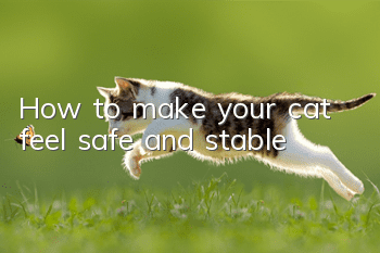 How to make your cat feel safe and stable?