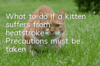 What to do if a kitten suffers from heatstroke? Precautions must be taken