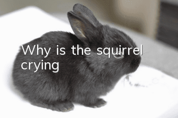 Why is the squirrel crying?