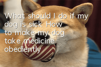 What should I do if my dog ​​is sick? How to make my dog ​​take medicine obediently!