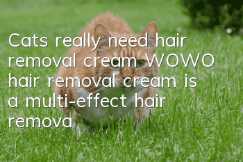 Cats really need hair removal cream, WOWO hair removal cream is a multi-effect hair removal cream!