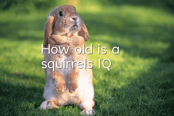 How old is a squirrel's IQ?