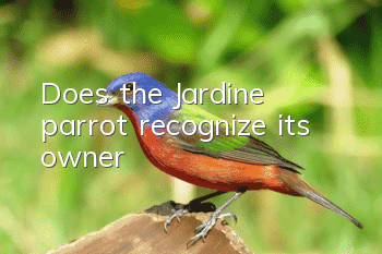 Does the Jardine parrot recognize its owner?