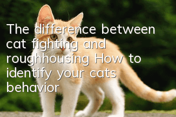 The difference between cat fighting and roughhousing: How to identify your cat’s behavior?