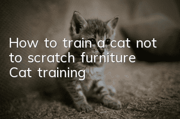 How to train a cat not to scratch furniture? Cat training!