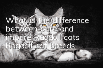 What is the difference between pure and impure Ragdoll cats? Ragdoll cat breeds!