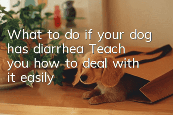 What to do if your dog has diarrhea? Teach you how to deal with it easily!