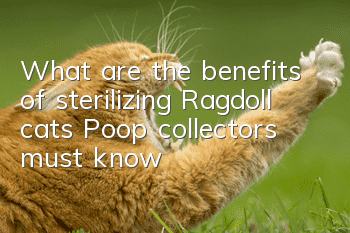 What are the benefits of sterilizing Ragdoll cats? Poop collectors must know!