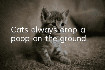 Cats always drop a poop on the ground