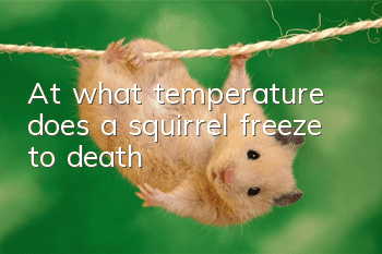 At what temperature does a squirrel freeze to death?