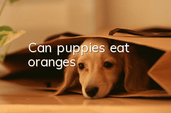 Can puppies eat oranges?