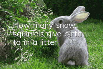 How many snow squirrels give birth to in a litter?