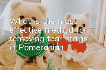 What is the most effective method for removing tear stains in Pomeranian?