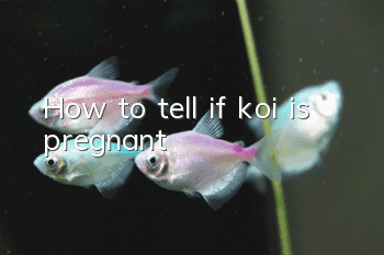 How to tell if koi is pregnant