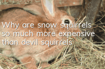 Why are snow squirrels so much more expensive than devil squirrels?