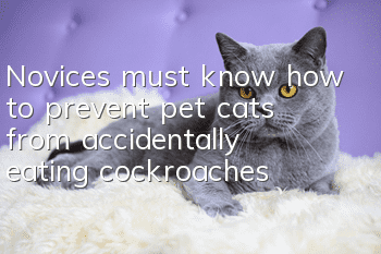 Novices must know how to prevent pet cats from accidentally eating cockroaches!