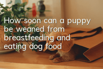 How soon can a puppy be weaned from breastfeeding and eating dog food?