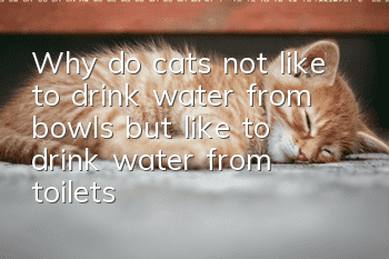 Why do cats not like to drink water from bowls, but like to drink water from toilets?