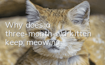 Why does a three-month-old kitten keep meowing?