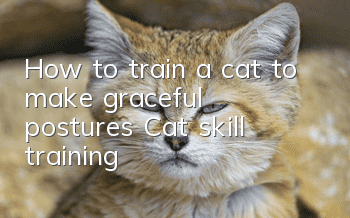 How to train a cat to make graceful postures? Cat skill training!